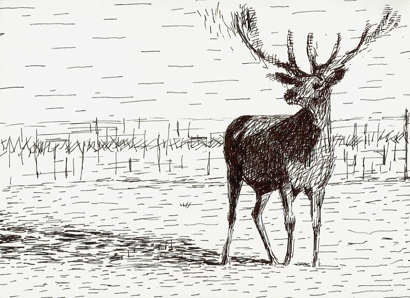 Geert Dekkers - a drawing a day at nznl.com - (untitled drawing)
